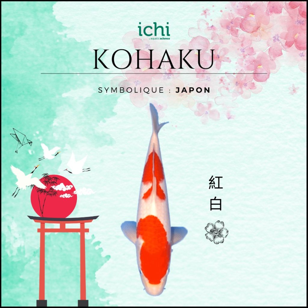 Pourquoi Koï poisson populaire : Kohaku symbolique Japon