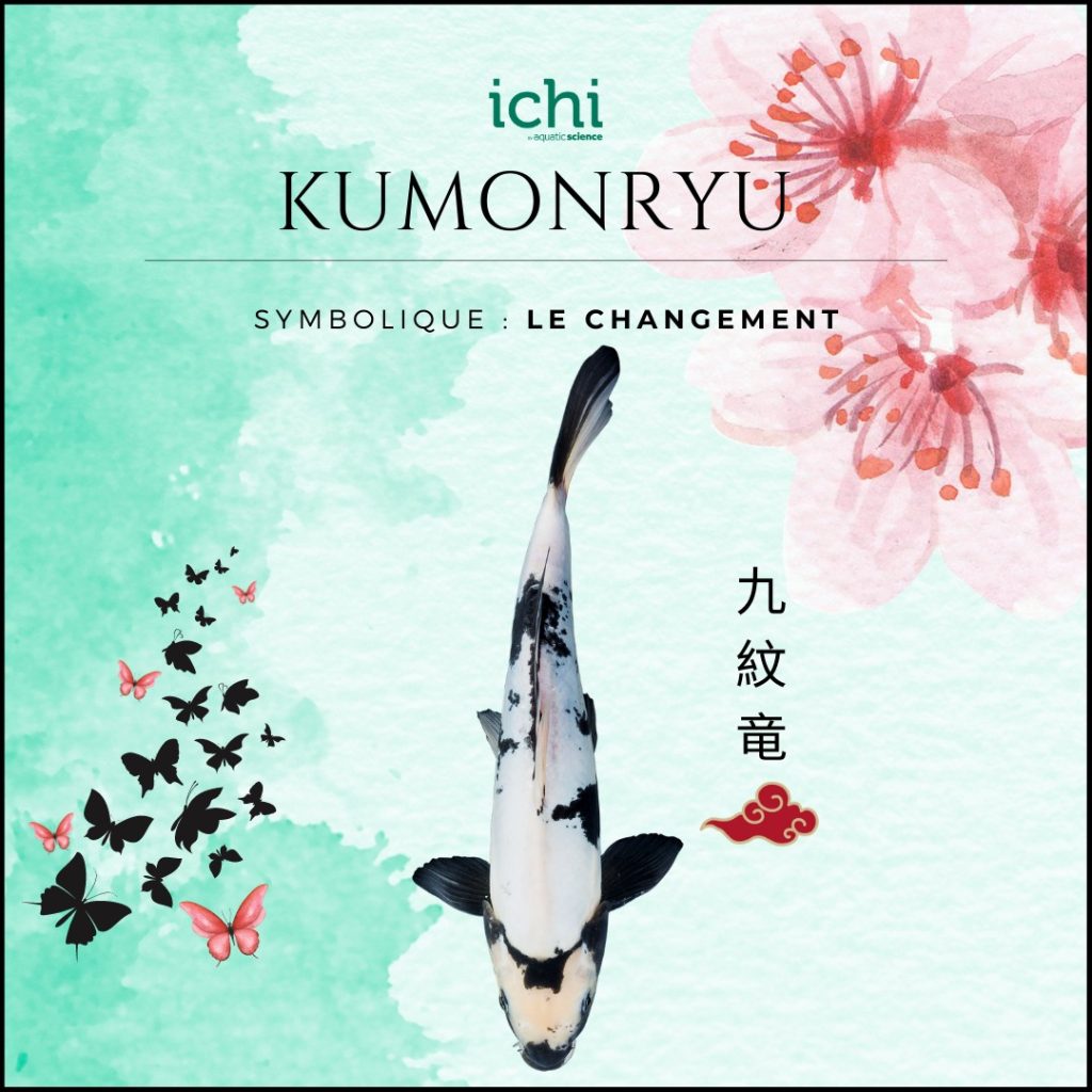 Pourquoi Koï poisson populaire : Kumonryu symbolique changement