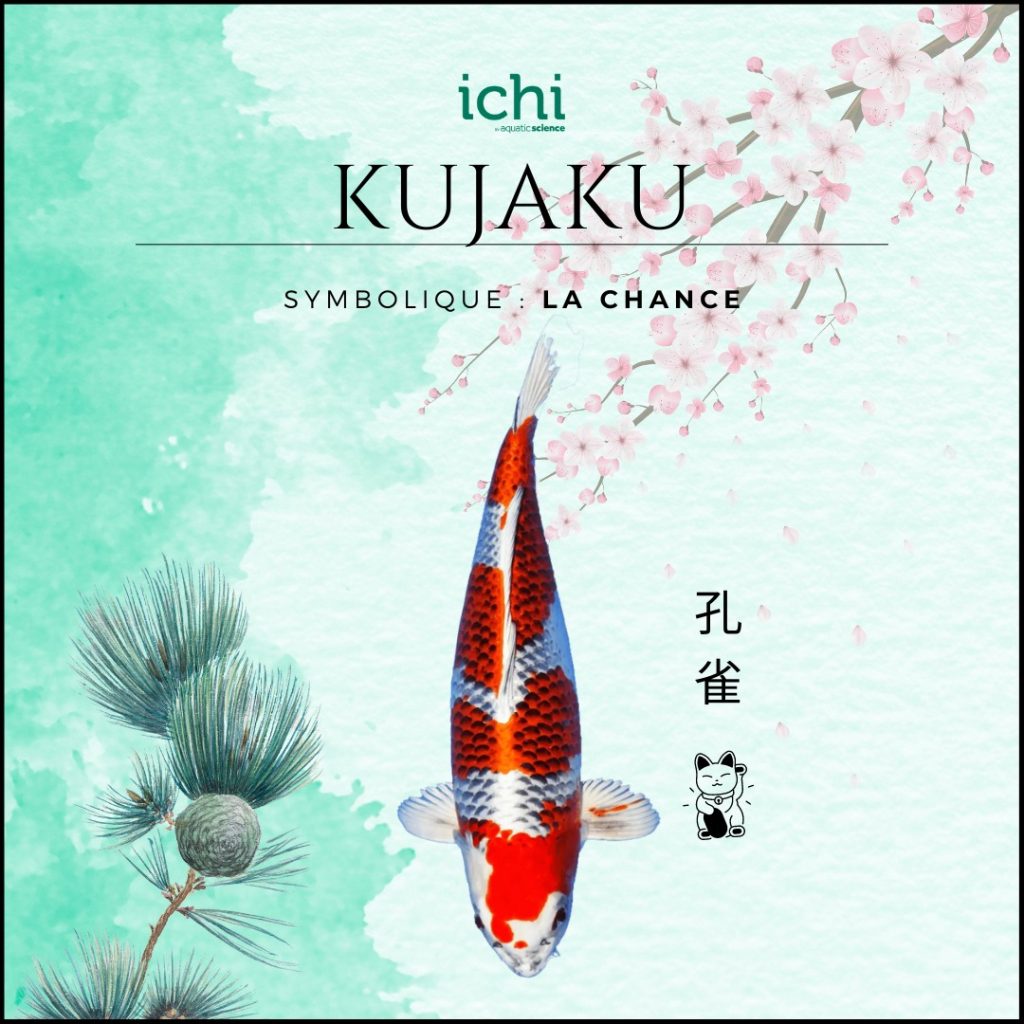 Pourquoi Koï poisson populaire : Kujaku symbolique chance