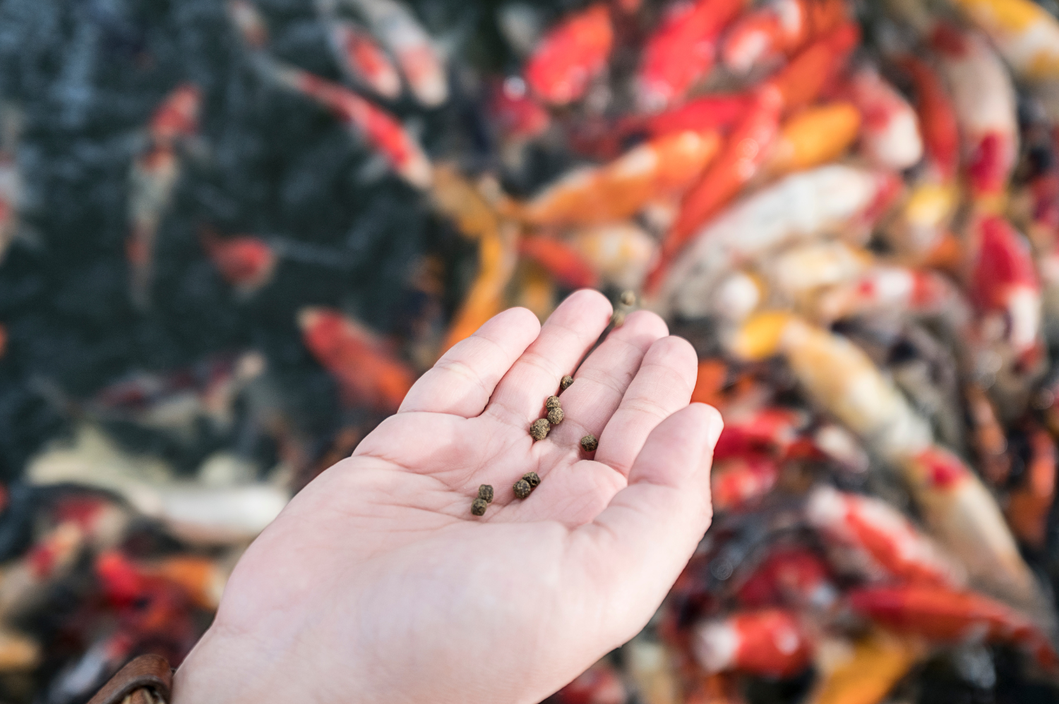 Comment nourrir poissons automne